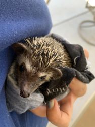 Baby Female Hedgehog