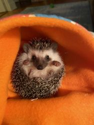 Baby hedgehog and all supplies