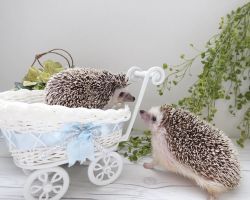 Baby Hedgehog for sale