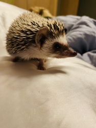 Male Hedgehog