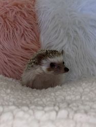 Almost one year old hedgehog comes with everything you need