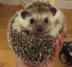 Looking for a quite cute loving hedgehog