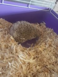 10 weeks old hedgehog and cage all accessories