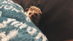 Hedgehog looking for new home
