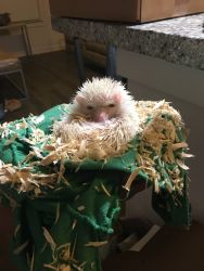 Male albino 5 month old hedgehog