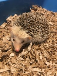 Hedgehog for sale! Everything included