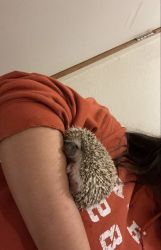 4 month old female Hedgehog!