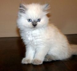 Himalayan Kittens For Sale