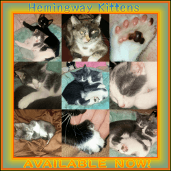 Hemingway Kittens