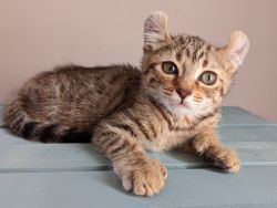 Curled ear, polydactyl front paws female Highlander kitten.