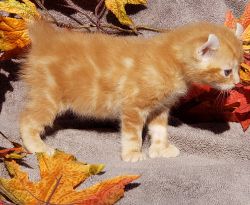 Orange male highlander kitten