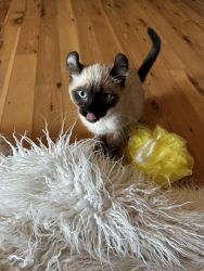 Registered Highlander Kittens For Sale
