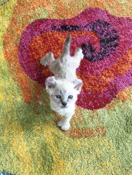 Mohave Bob Kittens for Sale