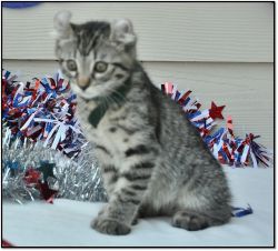 Registered Highland Lynx Kittens-Fourth of July fun!