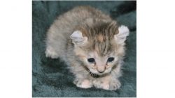 Amazling Highland Lynx Kitten