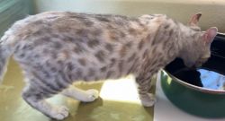 Polka Dot Female Blynx Kitten