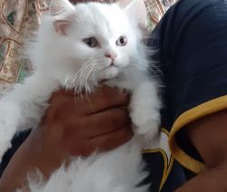 Himalayan PERSIAN kitten