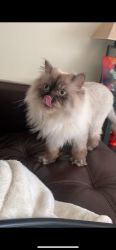My name is jasper I’m Himalayan and looking for a forever home