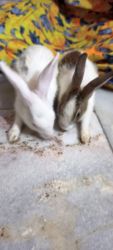 A pair of RABBIT (MALE+FEMALE)