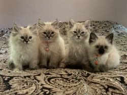 Purebred Himalayan Kittens