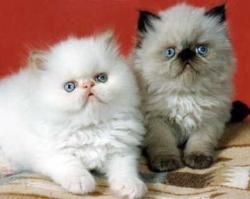 DCEE Himalayan kittens