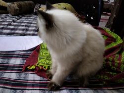 Himalayan bread Persian cat for sale