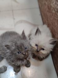 Himalayan breed kittens