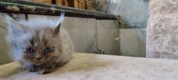 Small himalayan breed kittens