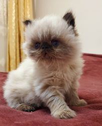 Registered Male and Female Himalayan Kittens