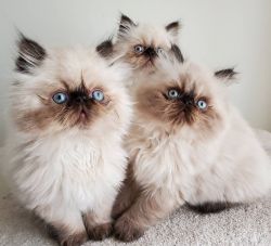 Healthy Himalayan Litters available for sale