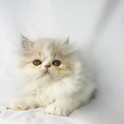Male and Female Himalayan Kittens for sale