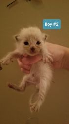 6 Himalese male kittens litter only