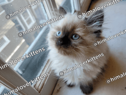 Purebred Himalayan Kittens available