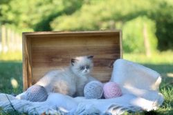 Himalayan/Persian kittens