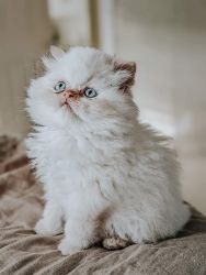 Himalayan Persian Kittens for Sale