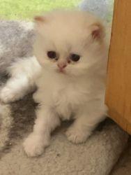 Himalayan doll face kittens ready NOW for new homes