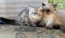 flame point Himalayan kittens for sale