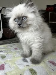 Pure Bred Blue Point Himalayan Kitten