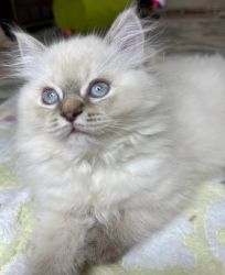 Pure Bred Lynx Point Himalayan Kitten