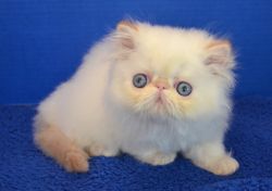 Flame point female himalayan