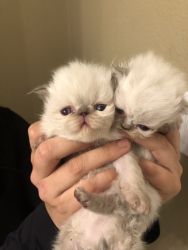 2 Himalayan kittens for sale!