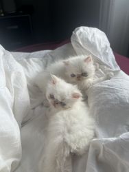 Purebred CFA registered kittens with papers for sale.