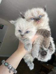 Bella’s himalayan kittens