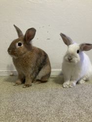 Two young female bunnies