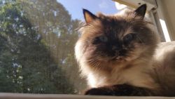 Quiet home for Himalayan cat (10 years old)