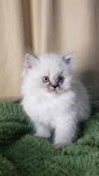 Teacup Small Himalayan Persians Kittens For Sale