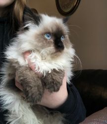 Champiion Sired Himalayan Kittens For Sale