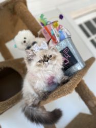 Tica Registered Himalayan Kittens For Sale