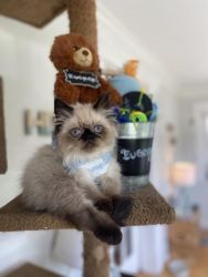 Spontaneouse Male & Female Himalayan Kittens For Sale