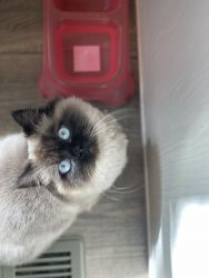 1yr old female Himalayan cat for sale